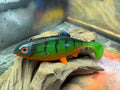Roach 18cm